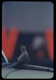 ソール・ライター 《無題》撮影年不詳、発色現像方式印画 (C)Saul Leiter Foundation