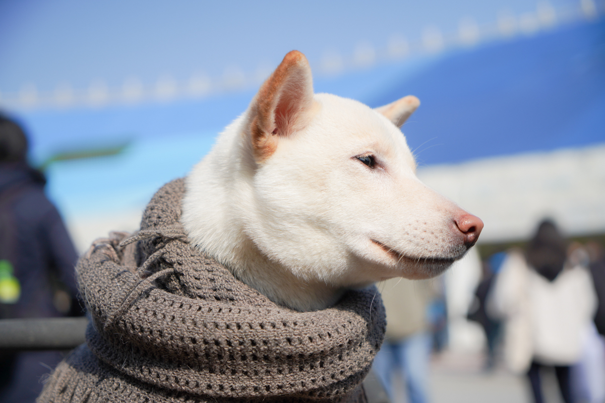 会場にかわいい犬がいた