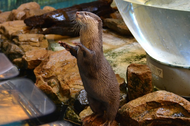 コツメカワウソの「めい」