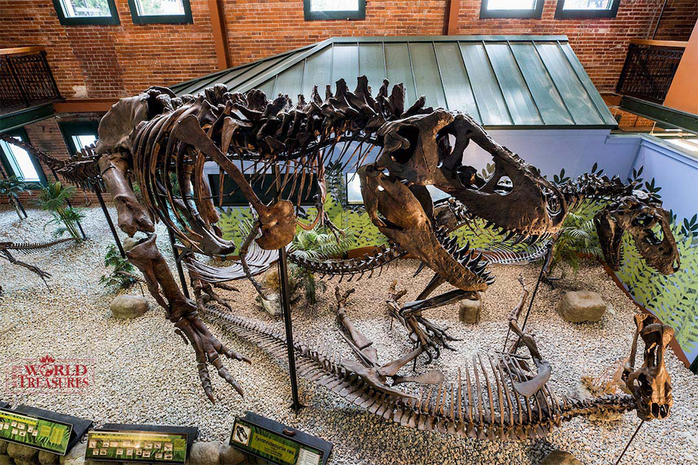 日本初公開 ティラノサウルス全身復元骨格（愛称：アイヴァン）　アメリカでの展示風景