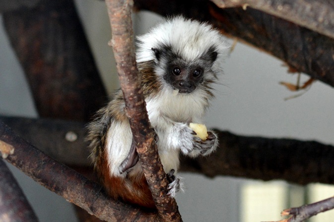 生後2か月ぐらいの赤ちゃん（日立市かみね動物園にて2015年9月に撮影）