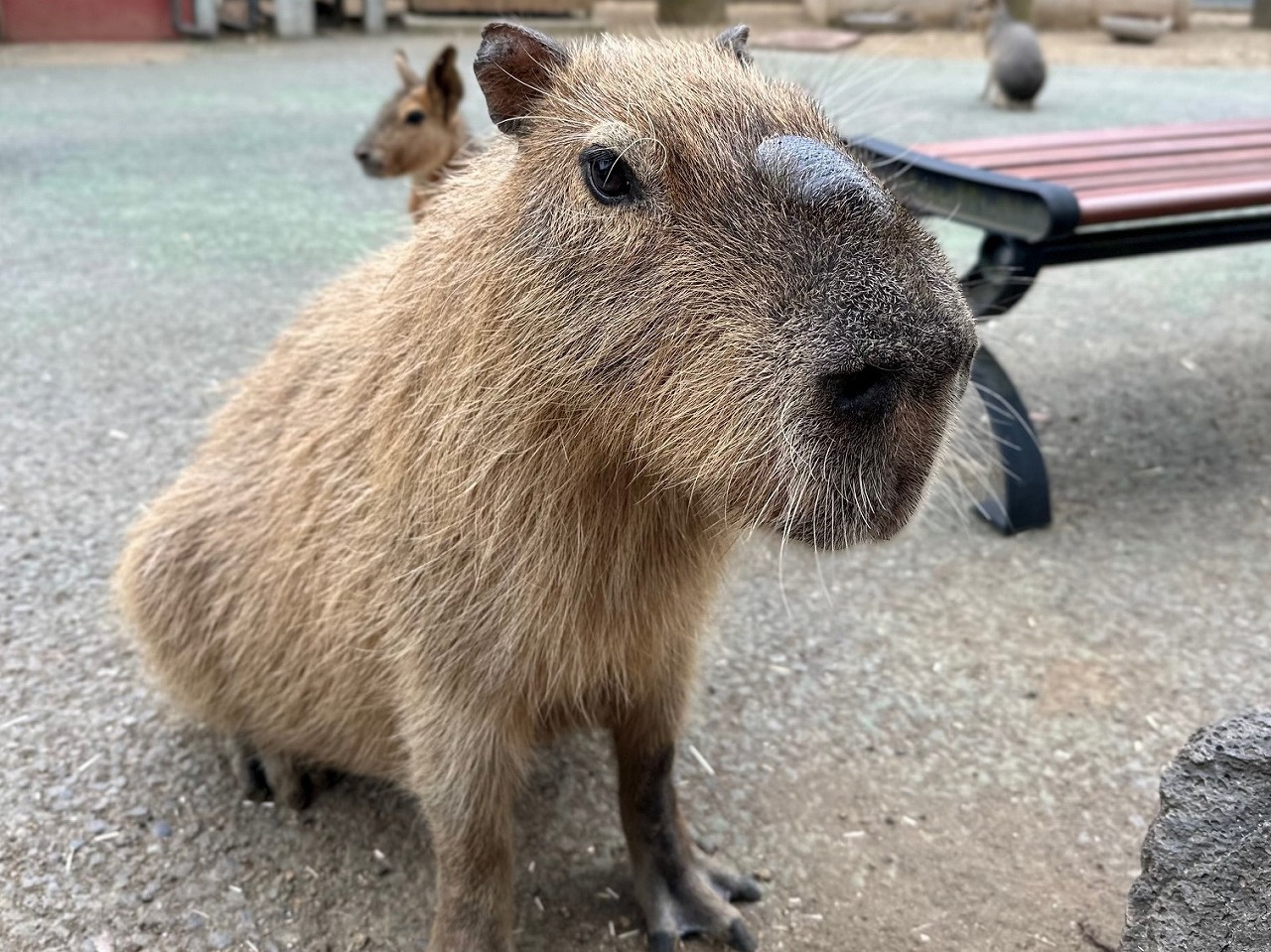 伊豆シャボテン動物公園「モミジ」