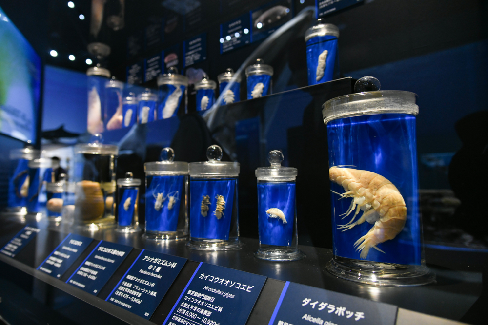 深海生物の展示風景