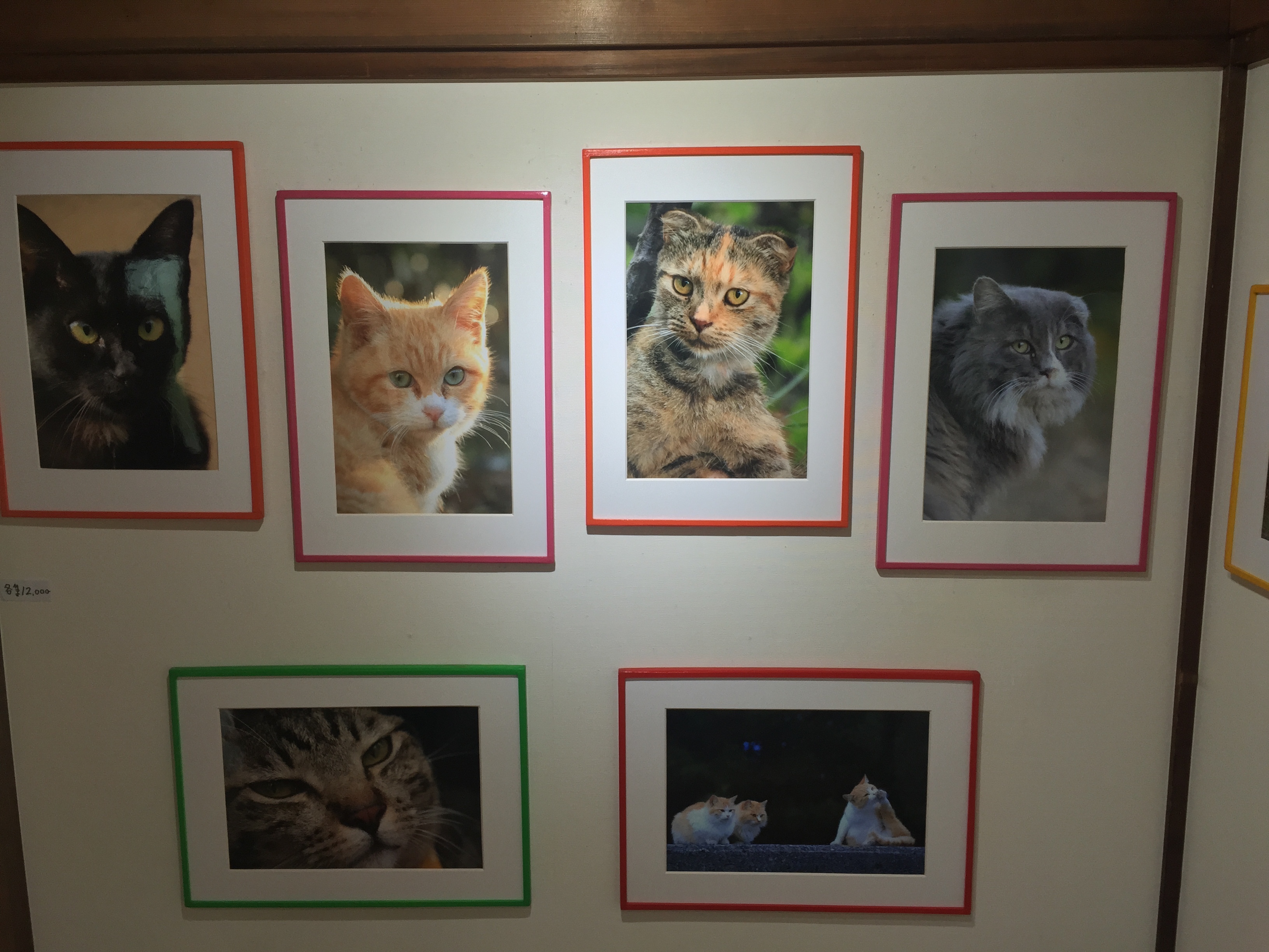 NEKOISM2016