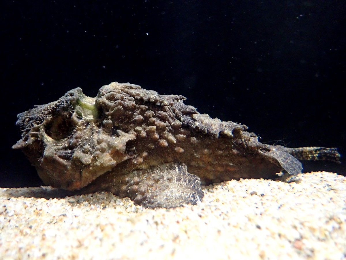 海や川に生息する危険な生物をテーマとした特別展 しな水の危険ないきもの大集合 しながわ水族館で開催 Spice 海や川などに生息する危険な生物をテーマと ｄメニューニュース Nttドコモ