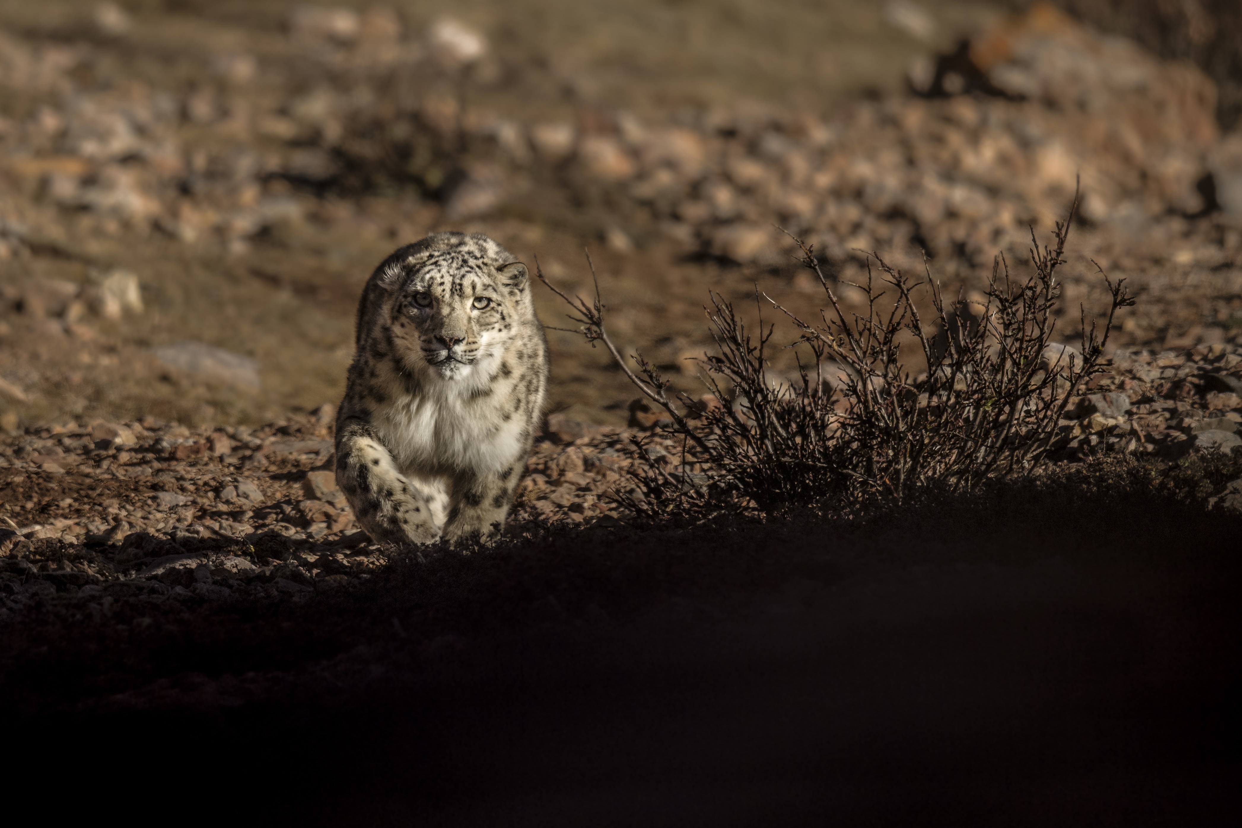 ユキヒョウ