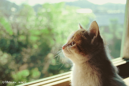 画像】動物写真家・岩合光昭の“ねこグッズ”が全国のロフトに期間
