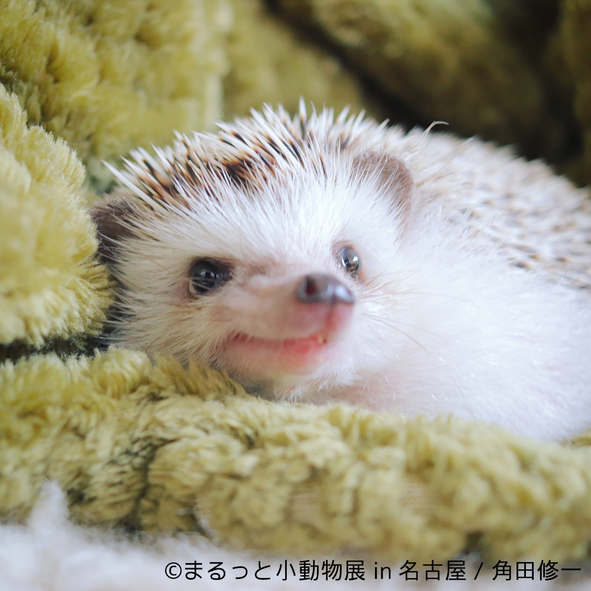 画像 ハリネズミ ハムスター リス キュートな小動物で新年初癒し まるっと小動物展 名古屋で1月に開催 の画像8 13 Spice エンタメ特化型情報メディア スパイス