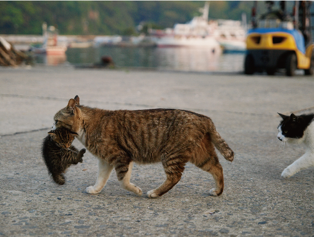 母親は子の隠し場所をたびたび移します。石巻市宮城県(c) Mitsuaki Iwago