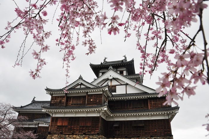 福知山城と桜。福知山は京阪神からのアクセスの要となる地点なので、この辺りに宿泊するのも旅の一つのテクニックだ。