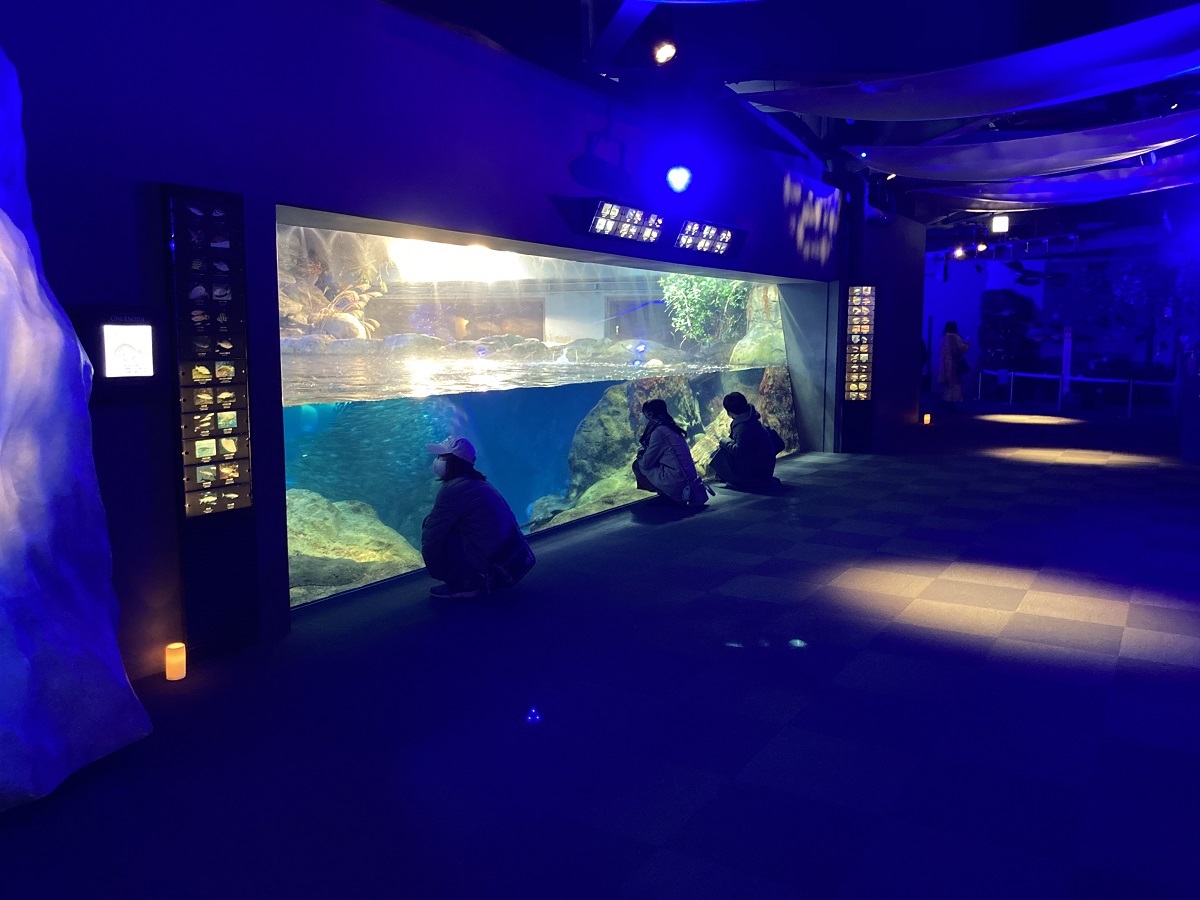 新江ノ島水族館をゆっくり満喫できる おひとりさま 限定夜のイベント第三回開催決定 Spice エンタメ特化型情報メディア スパイス