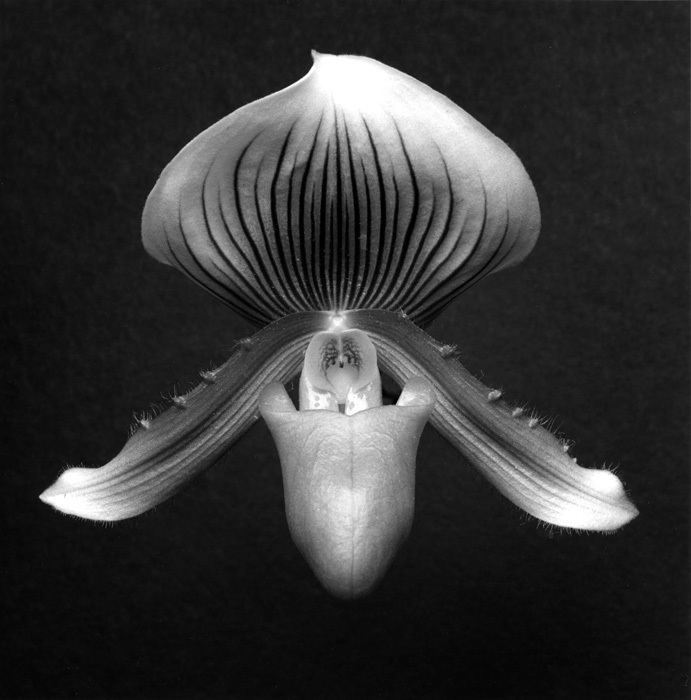  『Orchid』 1988 Gelatin Silver Print ©Robert Mapplethorpe Foundation. Used by permission.