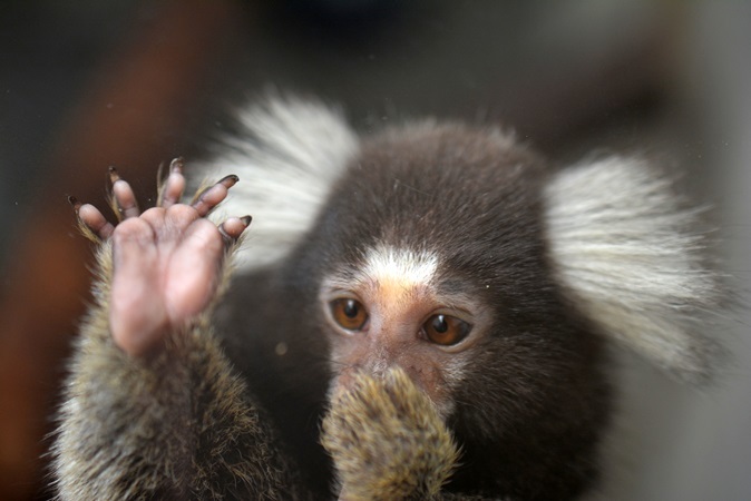 後足の親指以外は「かぎ爪」（日立市かみね動物園にて撮影）