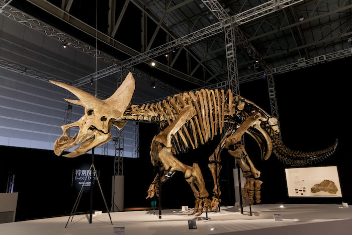 ソニーの恐竜展 Dinoscience 恐竜科学博 はこんなにスゴイ 大興奮の内覧会レポート Spice エンタメ特化型情報メディア スパイス