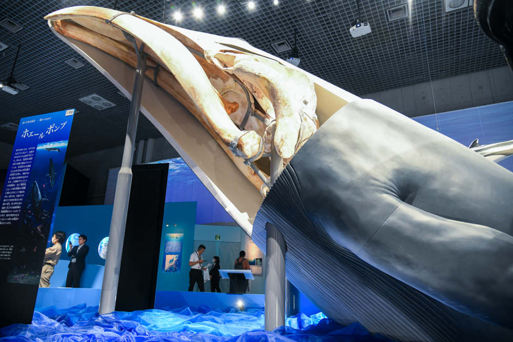「ナガスクジラの上半身標本」（所蔵：国立科学博物館）
