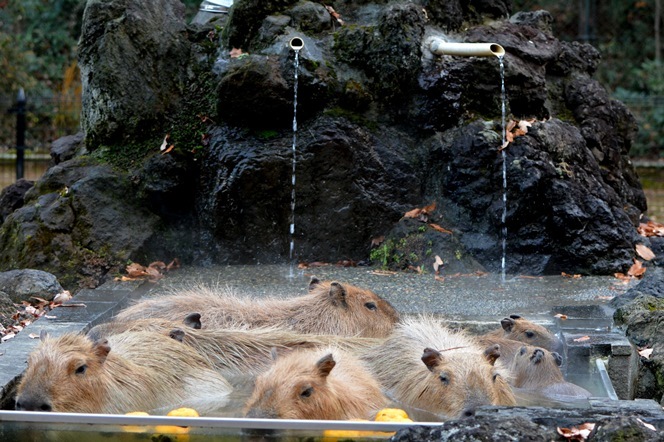 2015年10月生まれの赤ちゃん4頭も入浴中