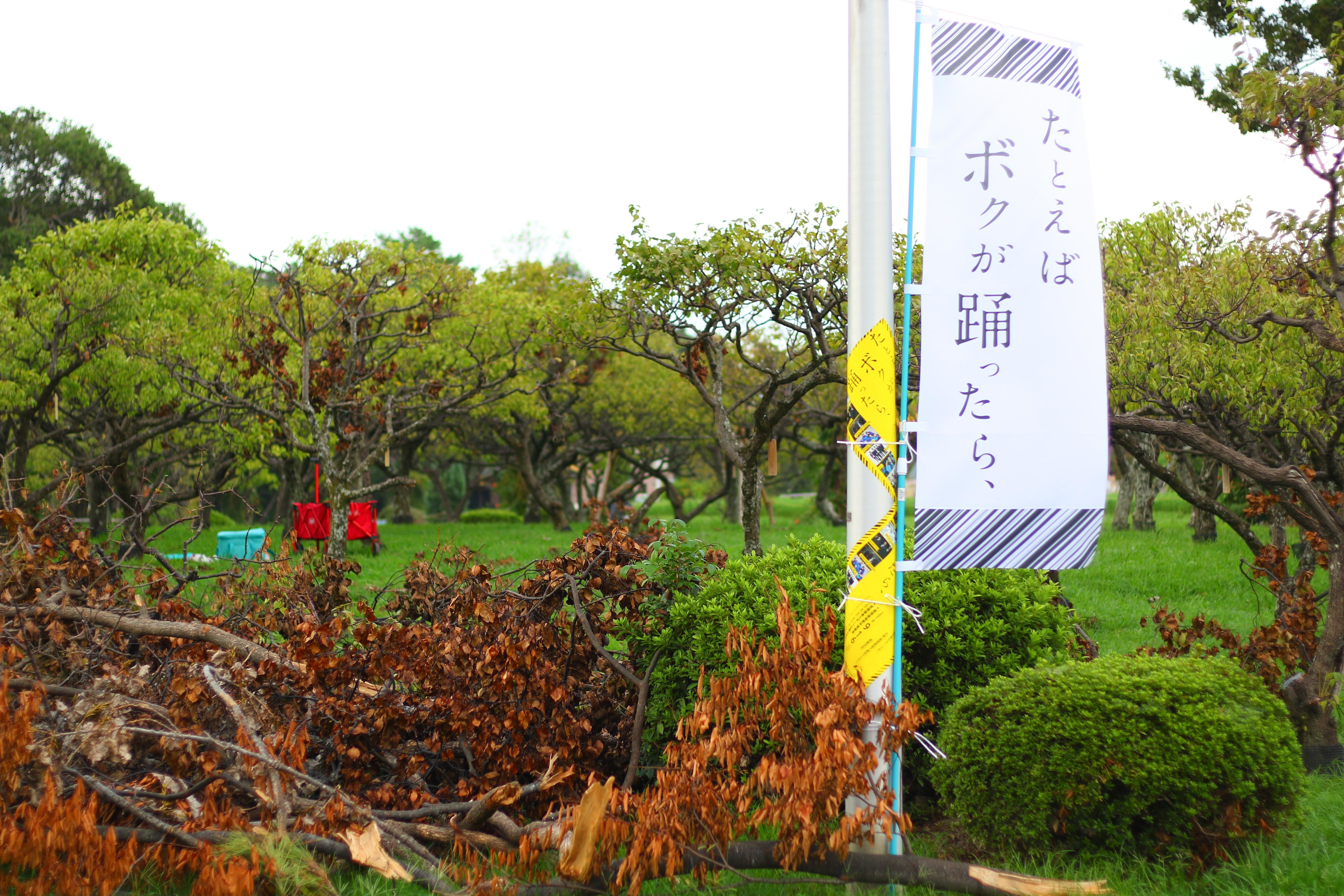 2018年『たとえば ボクが 踊ったら、♯002』開催時、台風の被害で公園の木が倒れていた