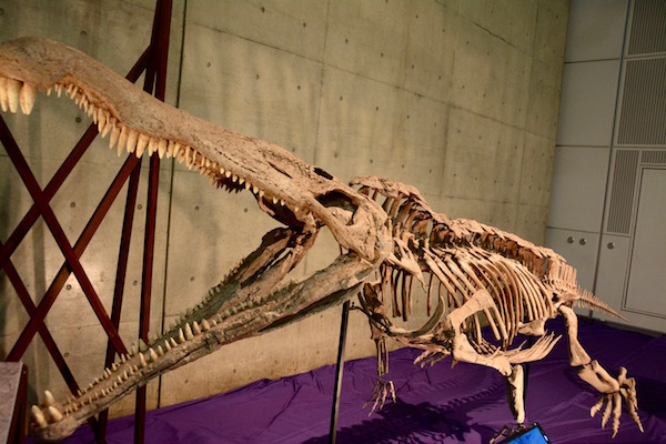 ワニのような大きな口を持つ、恐竜時代の大型爬虫類「レドンダサウルス」