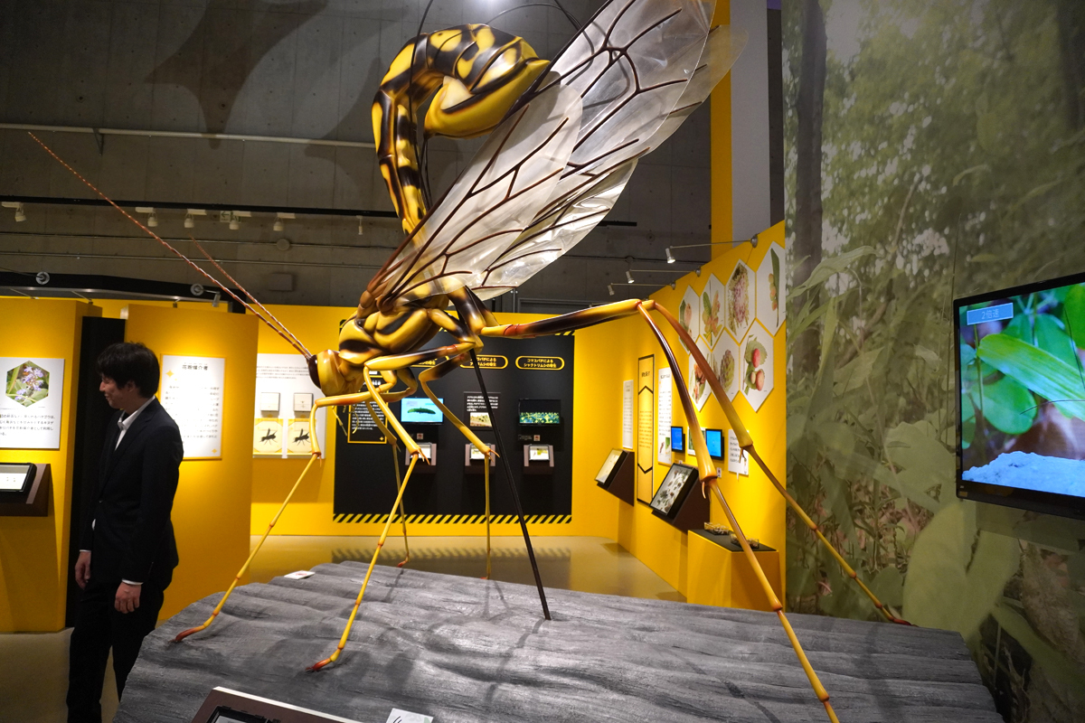 エゾオナガバチの模型