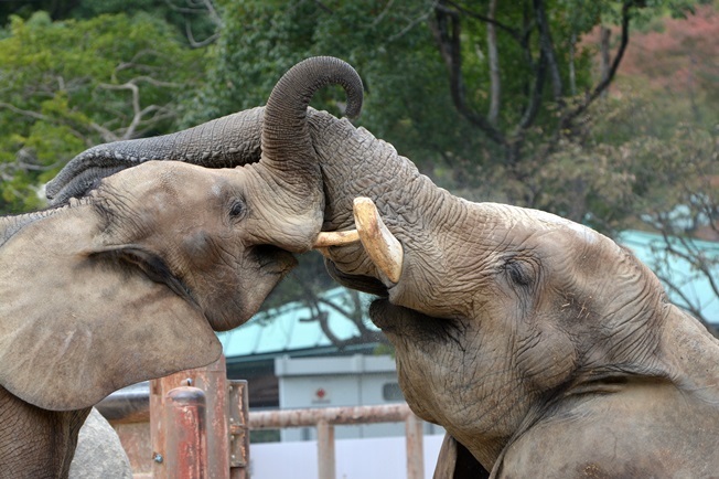 マルミミゾウってどんなゾウ 広島市安佐動物公園 Vol 1 Spice エンタメ特化型情報メディア スパイス