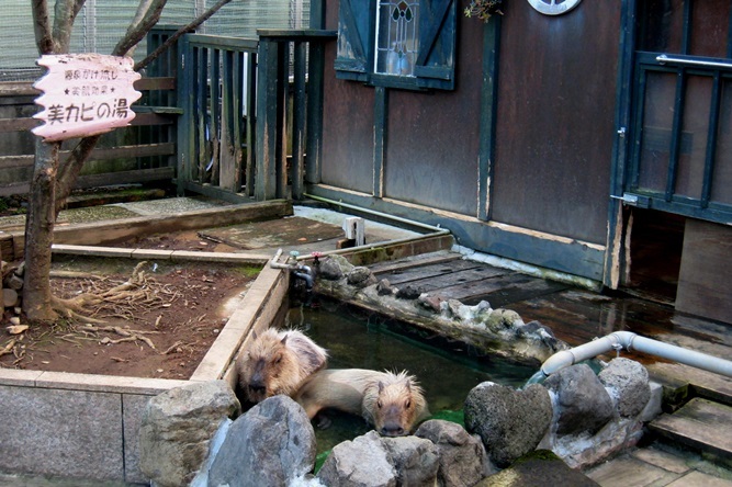 源泉かけ流し「美カピの湯」