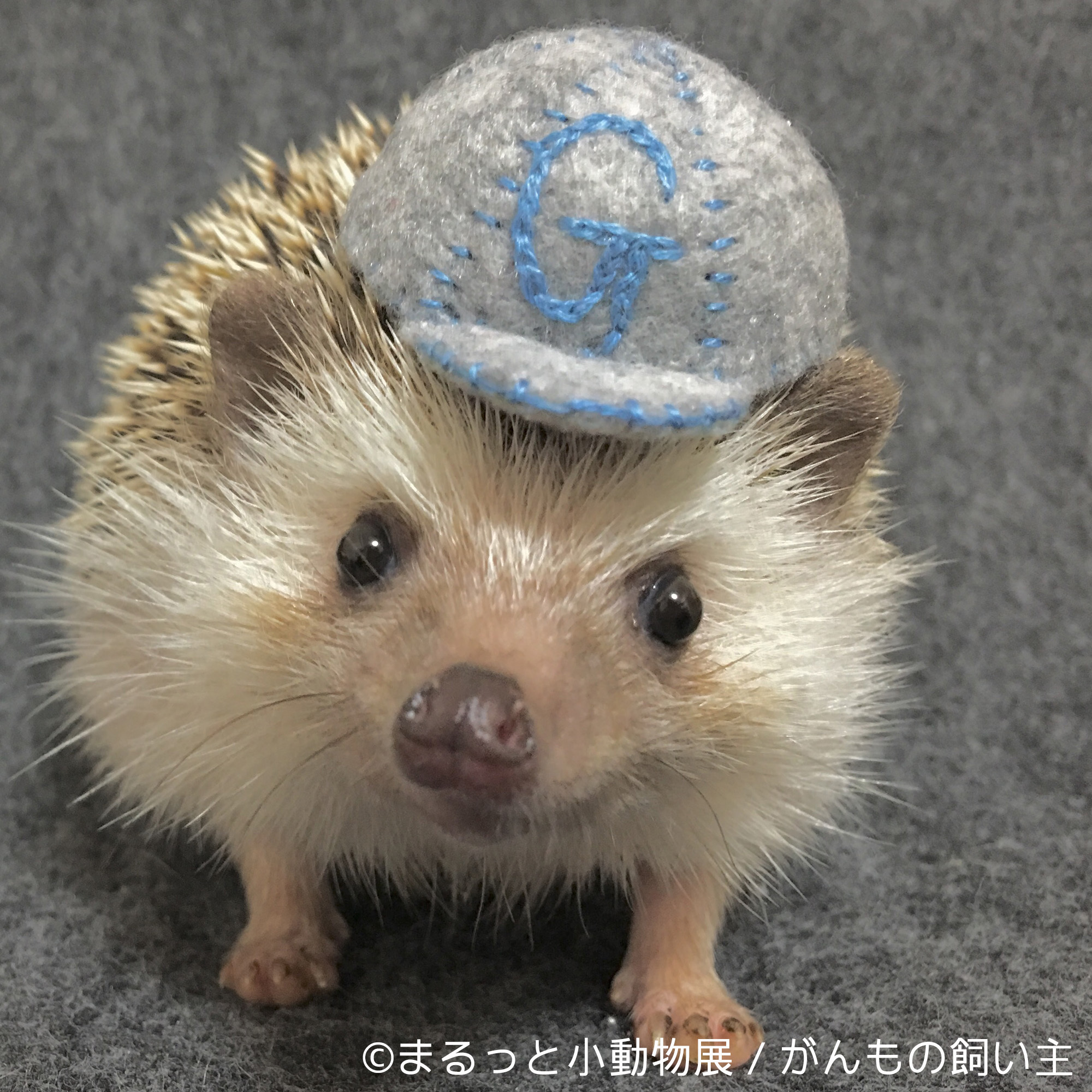 画像 ハムスターやリス ハリネズミなどの写真 物販展 まるっと小動物展 が開催 の画像5 7 Spice エンタメ特化型情報メディア スパイス