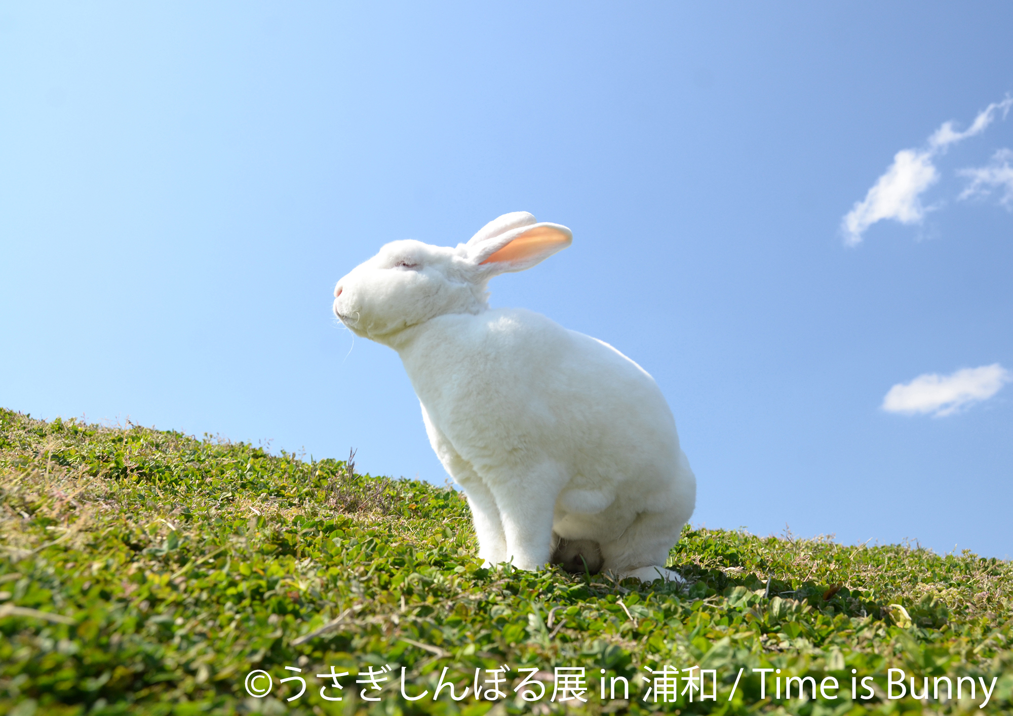 画像 うさぎの合同写真展 物販展 うさぎしんぼる展 が浦和で開催 謎解きイベントやワークショップも の画像3 6 Spice エンタメ特化型情報メディア スパイス