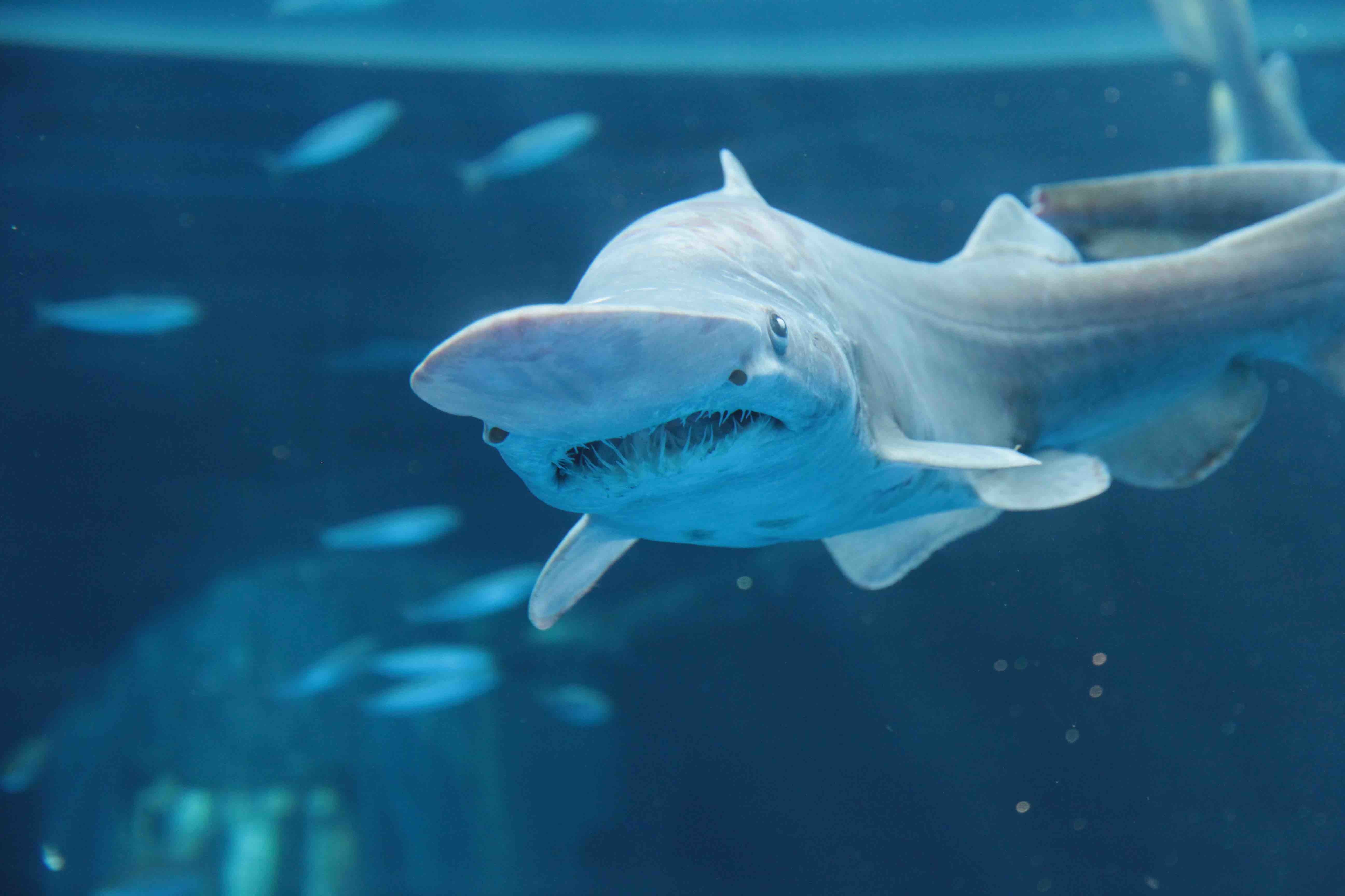 画像 深海生物 に特化したエリアが誕生 八景島シーパラダイス 未知なる海底谷 深海リウム の画像11 18 Spice エンタメ特化型情報メディア スパイス