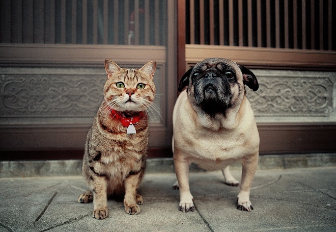 猫と犬の写真約300点を展示 岩合光昭写真展 ねこいぬ 徳島市にて開催 Spice エンタメ特化型情報メディア スパイス
