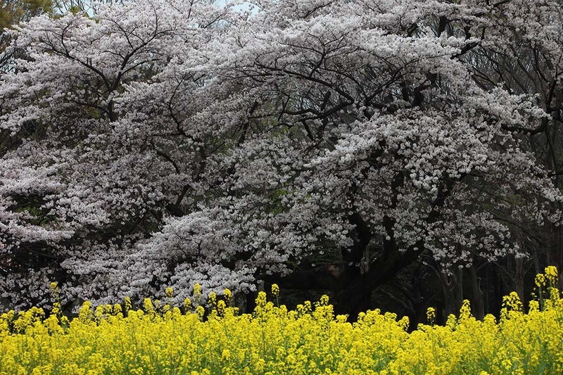 撮影：竹内敏信（東京都代々木公園）