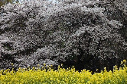 富士山 = Mount FUJI : 竹内敏信写真集 富士山 = Mount FUJI : 竹内敏信写真集 - メルカリ