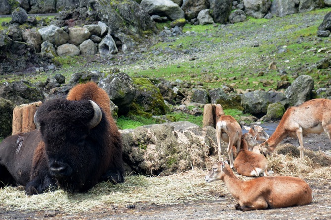 アメリカバイソン（左）とムフロン（右）