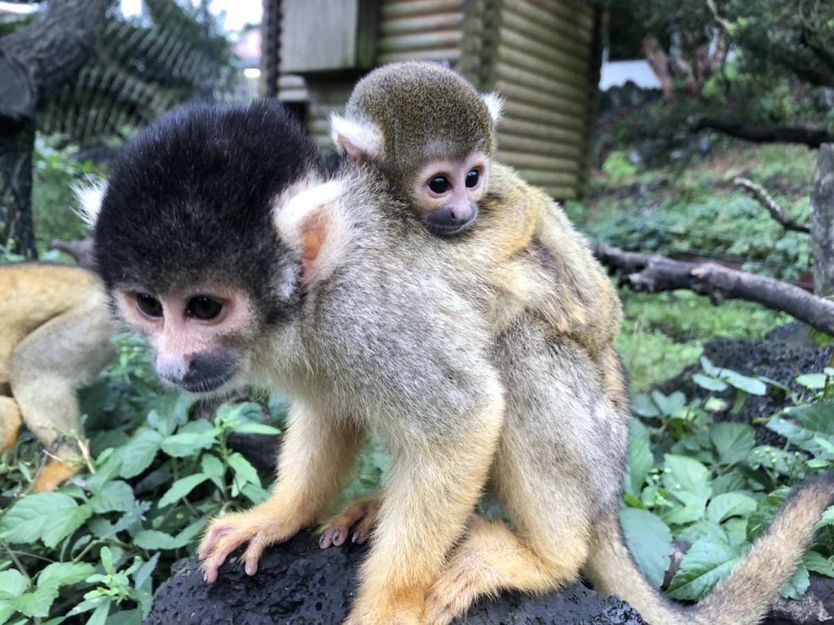 リスザルの赤ちゃん2020.9.2