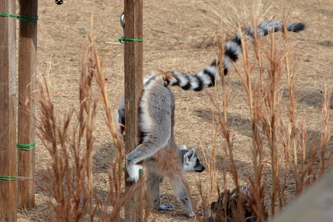 マーキング中のワオキツネザル（日本モンキーセンターにて撮影）