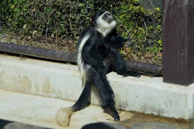 背中にはマントのような毛（よこはま動物園ズーラシアにて撮影）