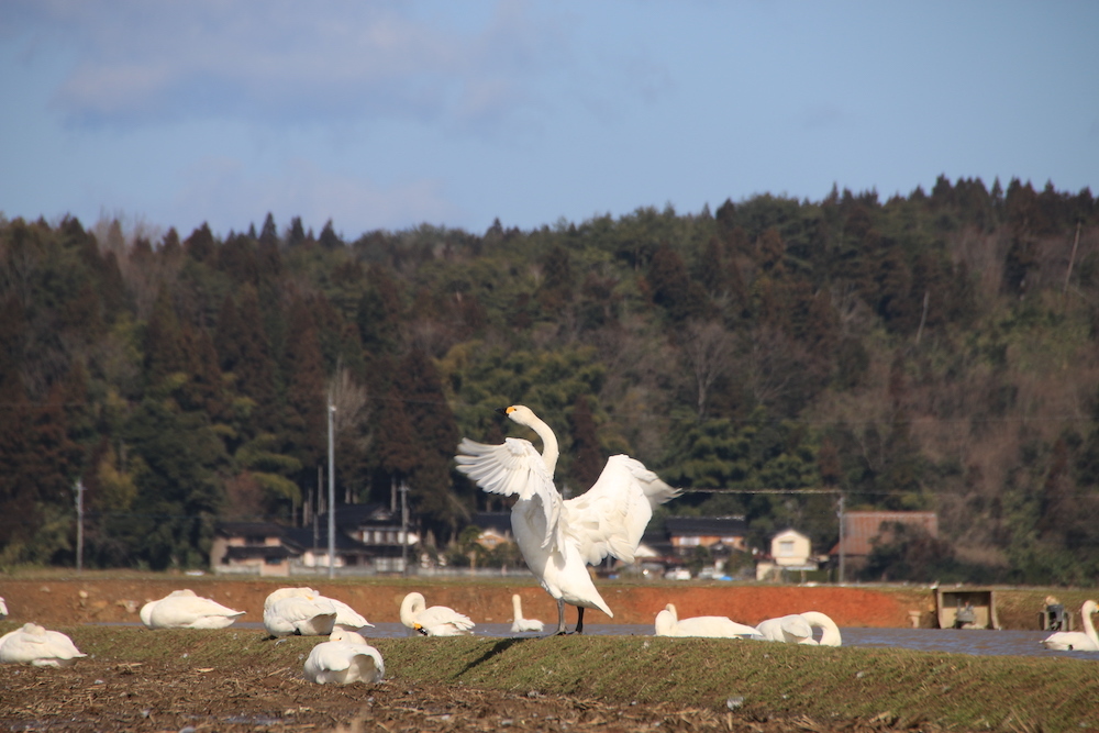 八丁田のコハクチョウ