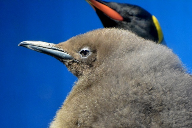 キングペンギンの雛（2015年9月4日に孵化）