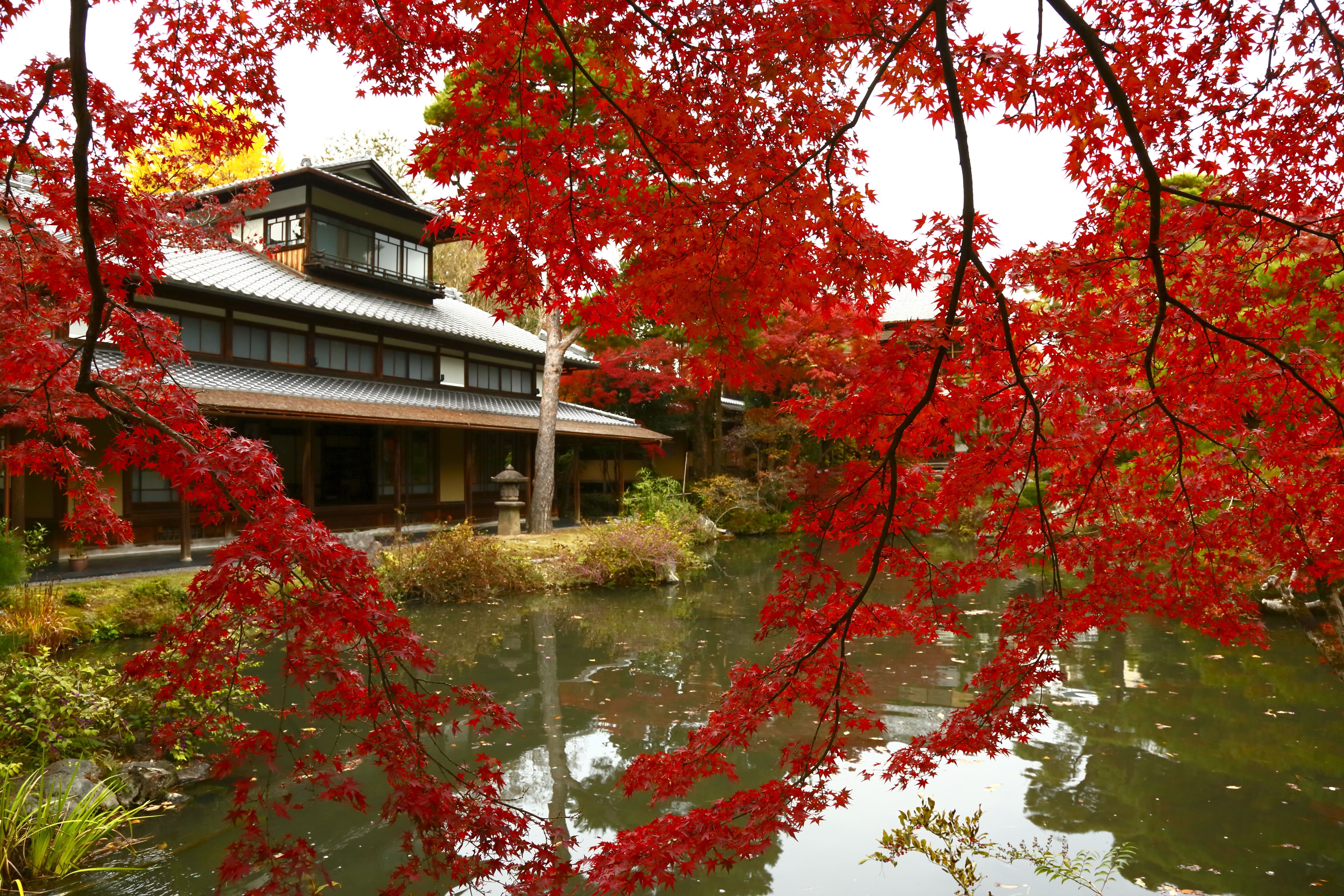 美しい紅葉で彩られた池には、化鯉をイメージした作品を展示予定。水中から水面に現れる様を表現する。