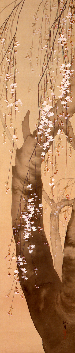 西郷孤月《月・桜・柳》の「桜」　1901(明治 34)年頃　絹本・彩色　山種美術館　