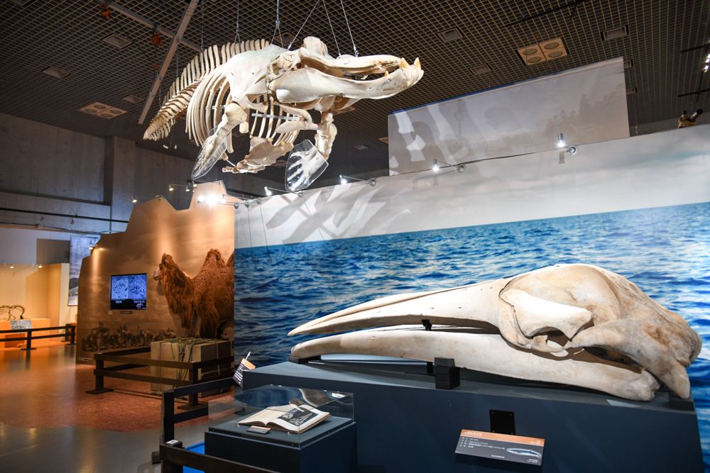 上：「ツチクジラ」　下：「イワシクジラ」　ともに、国立科学博物館蔵