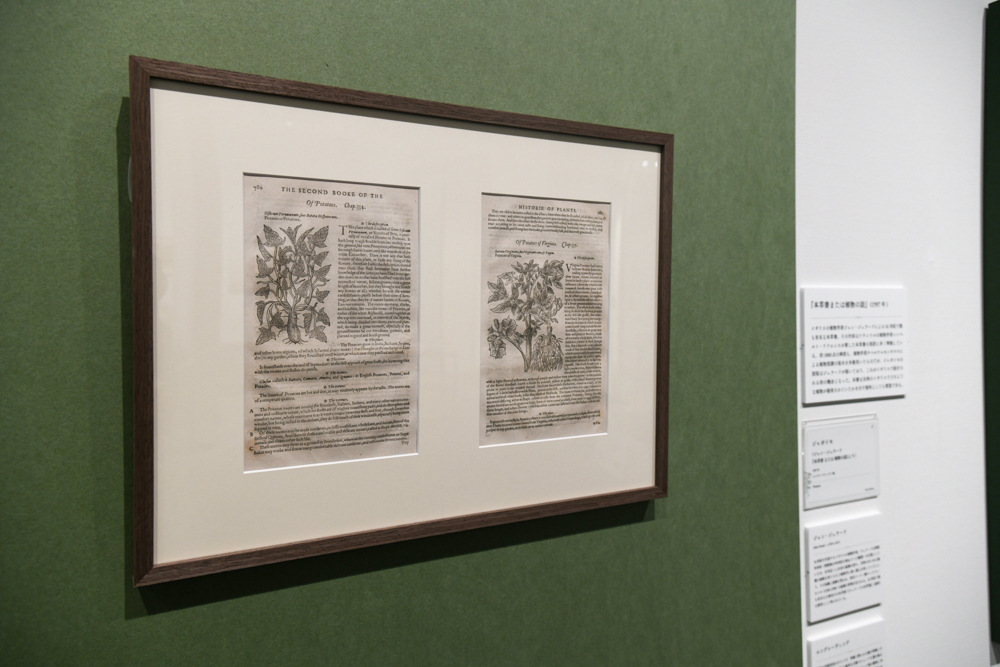 《ジャガイモ（ジョン・ジェラード『本草書または植物の話』より）》　1597年　個人蔵