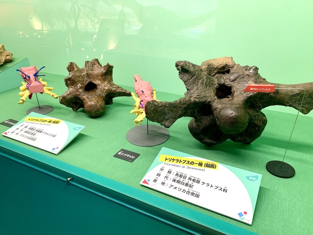 トリケラトプスの一種の脳函の、実物化石標本（赤い矢印の先が、脳の入っていた穴）