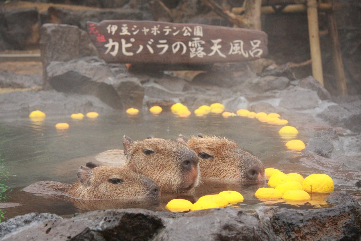 元祖カピバラの露天風呂