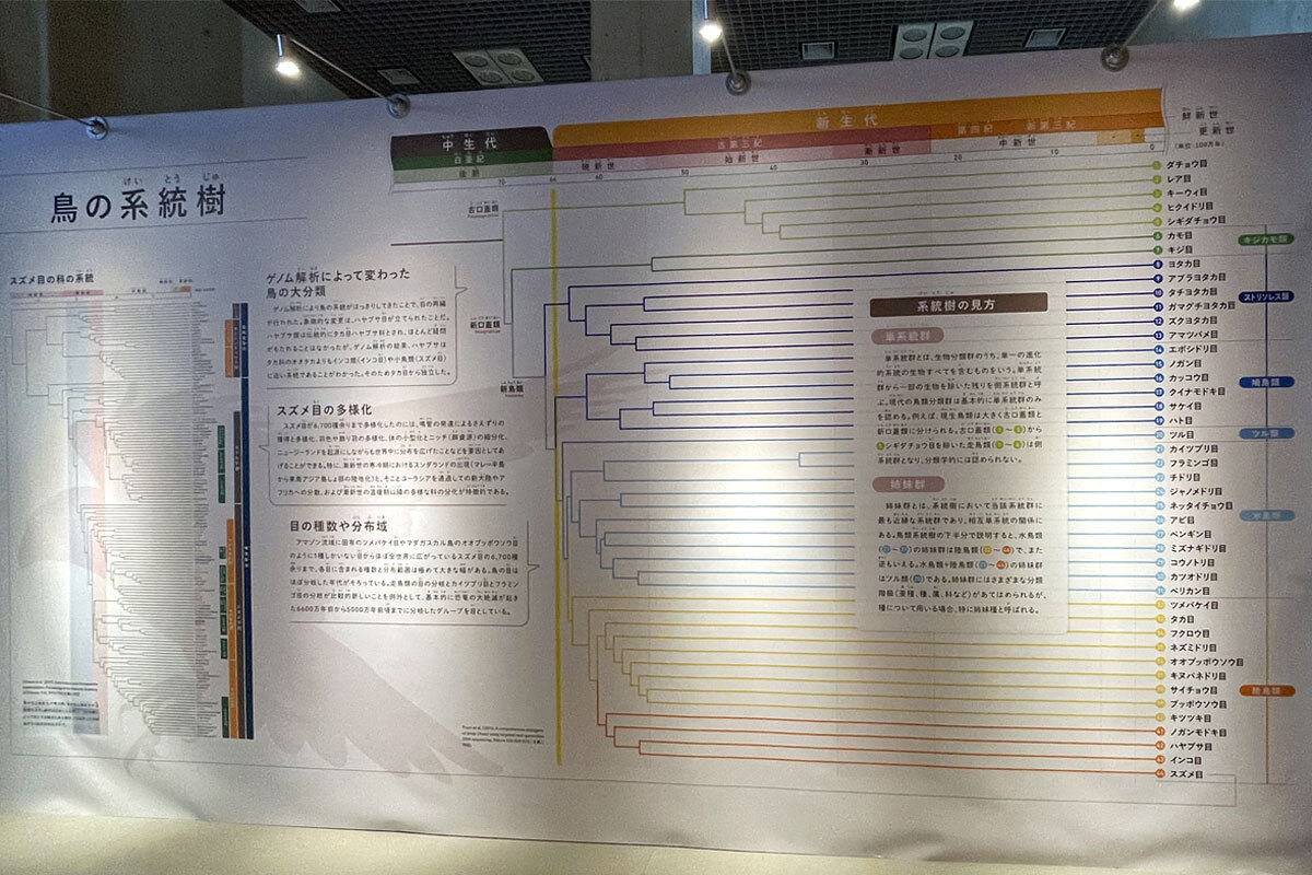 鳥の系統樹