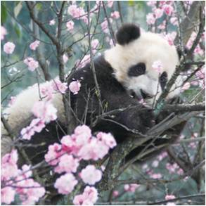 上野動物園の香香シャンシャン公開記念、パンダ写真展