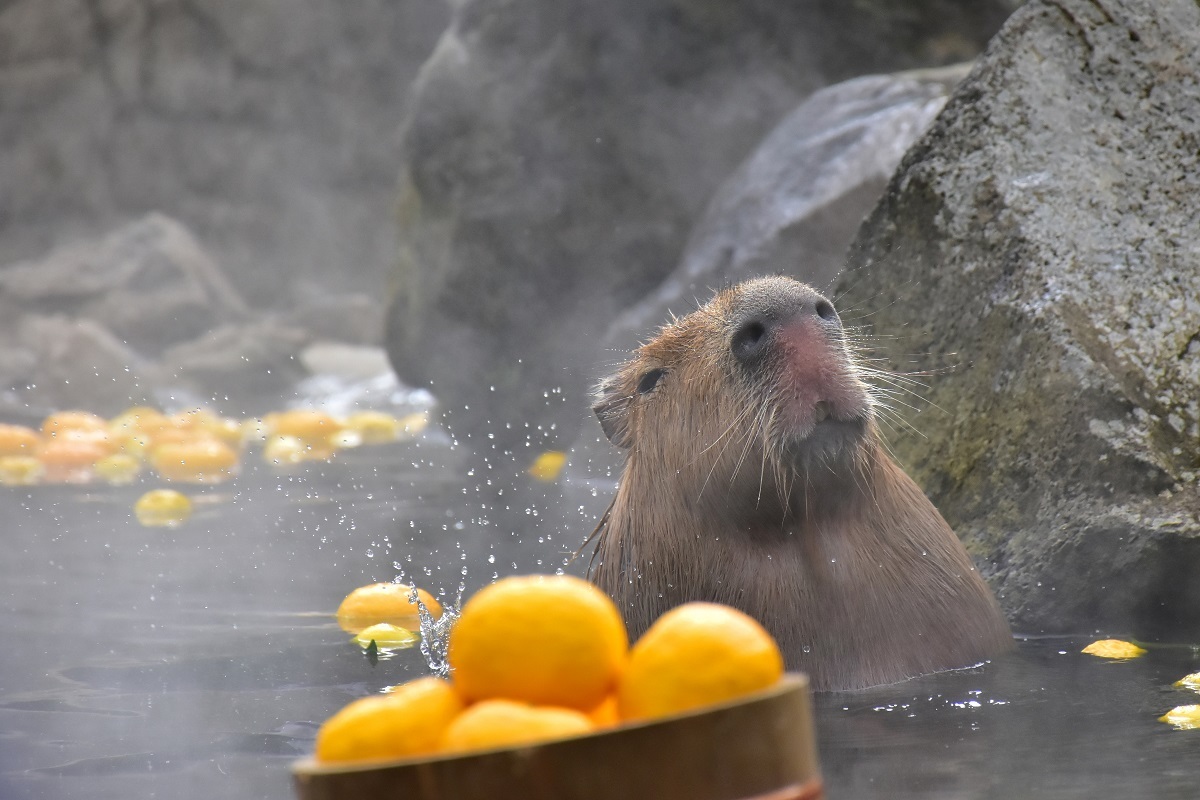 元祖カピバラの露天風呂