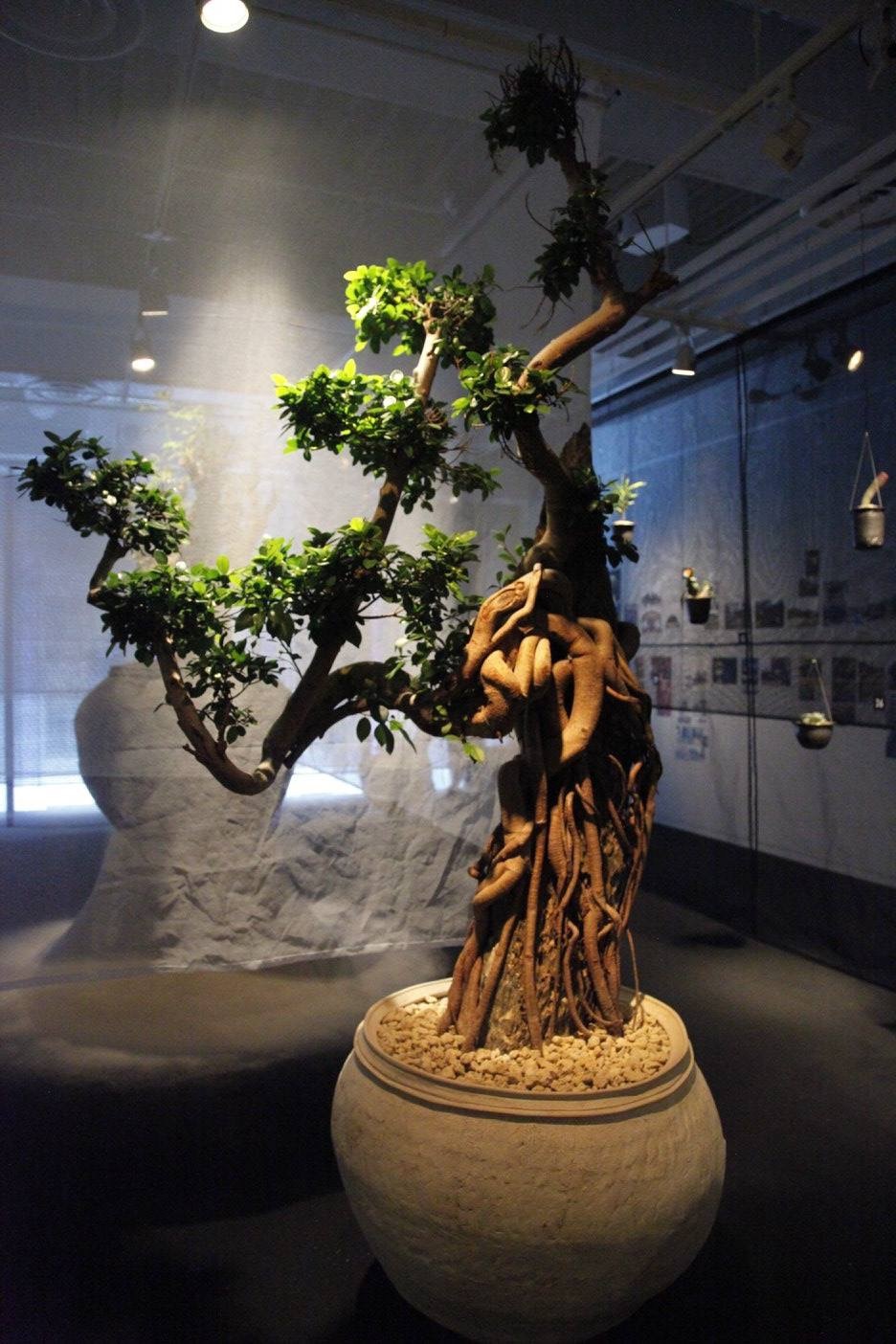 < 学名：Ficus microcarpa / 通称名：ガジュマル / 分布国：台湾・インド・日本 > (c)girls Artalk