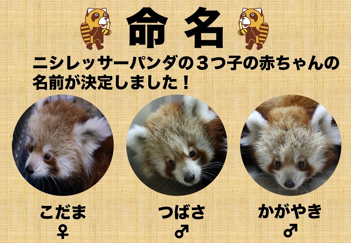 ニシレッサーパンダの3つ子の赤ちゃんの名前が決定 熱川バナナワニ園 冬のレサパン祭り 開催 Spice エンタメ特化型情報メディア スパイス