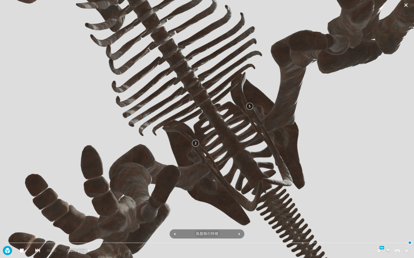 トリケラトプスの全身骨格を真下から眺める （ホームページより引用：国立科学博物館・凸版印刷株式会社）