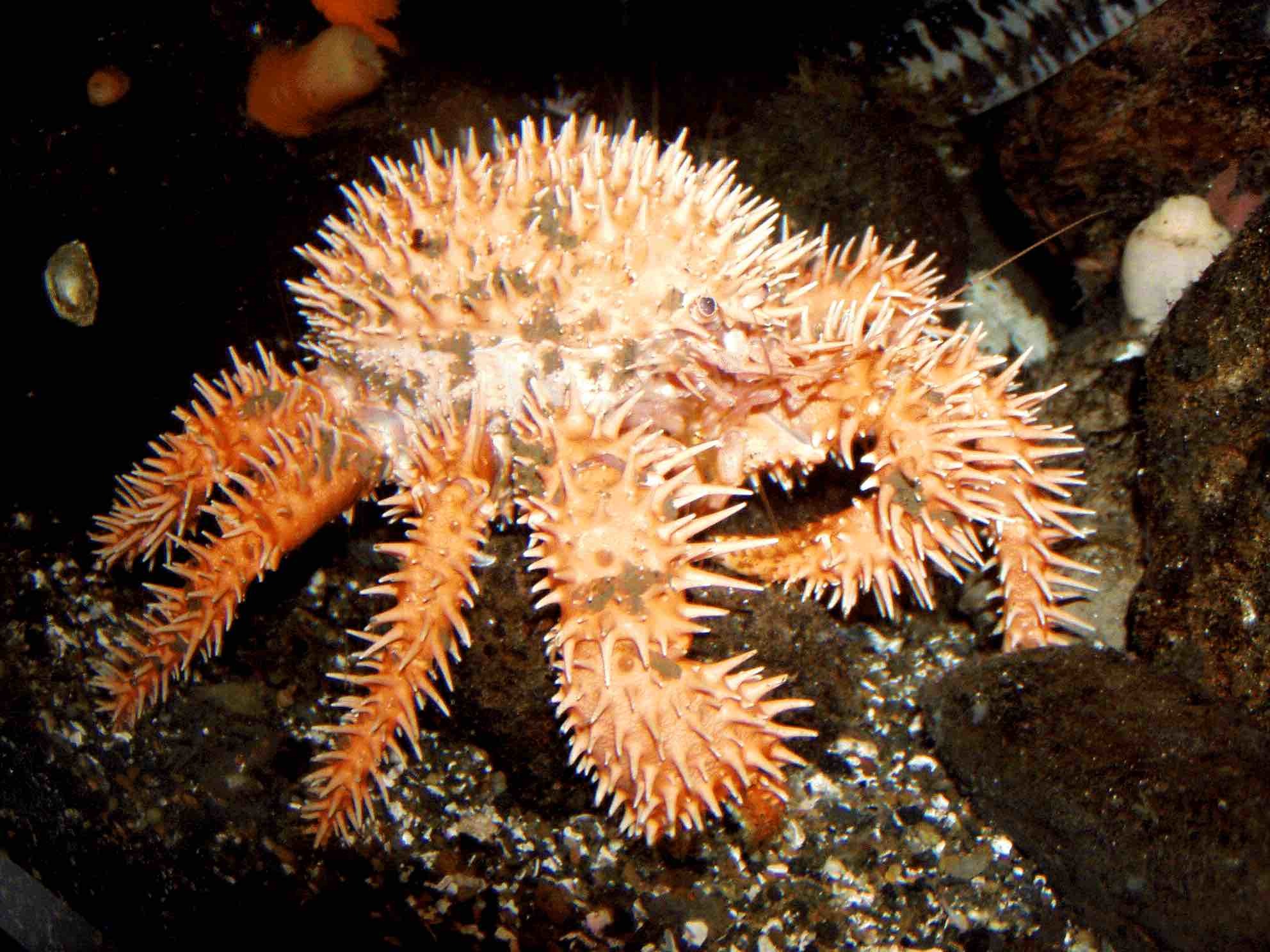 画像 深海生物 に特化したエリアが誕生 八景島シーパラダイス 未知なる海底谷 深海リウム の画像7 18 Spice エンタメ特化型情報メディア スパイス
